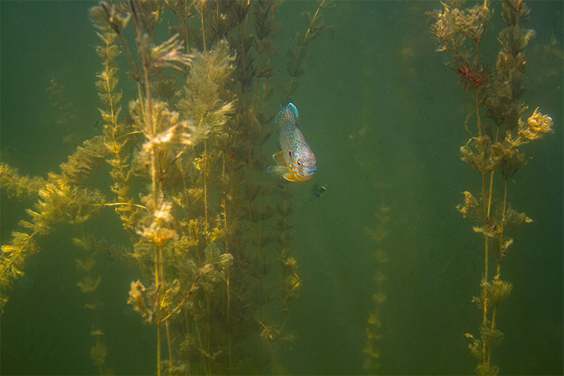 Eurasian Watermilfoil and a sunfish