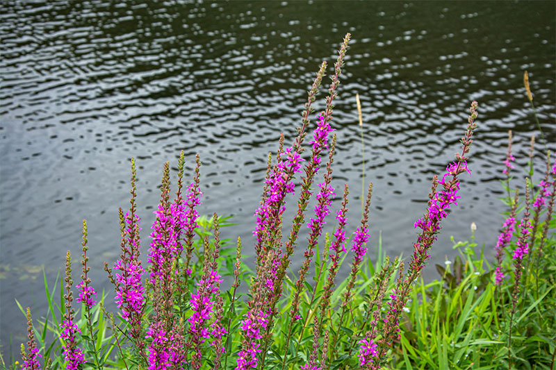 purple loosestrife