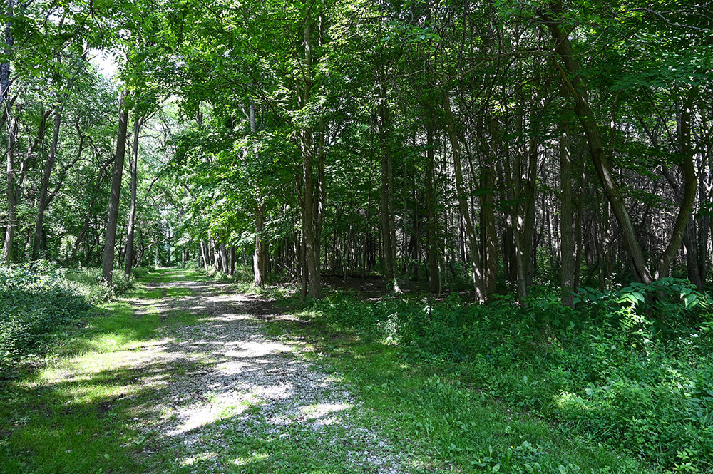 Hewens Creek wooded trail